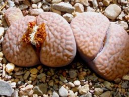 Lithops hookeri var. marginata