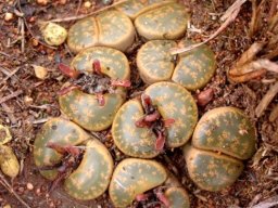 Lithops lesliei subsp. lesliei after flowering
