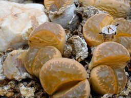 Lithops marmorata