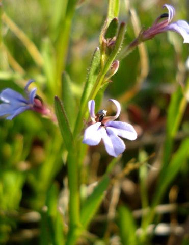 Lobelia anceps