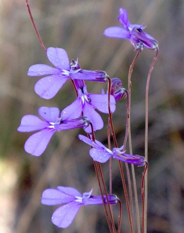 Lobelia chamaepitys flowering