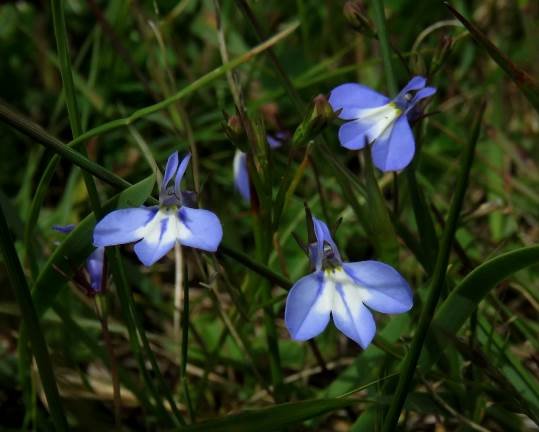 Lobelia erinus