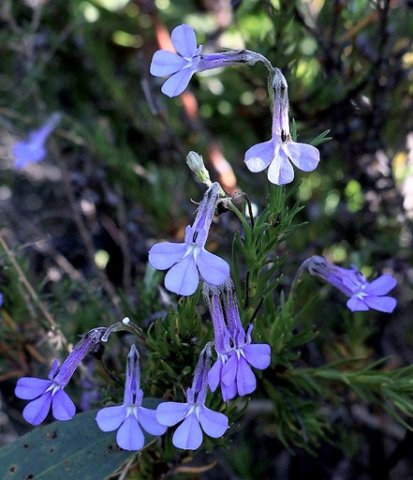 Lobelia pinifolia flowers