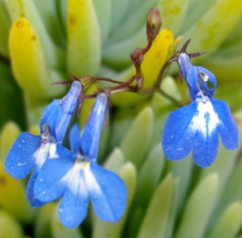 Lobelia erinus flowers