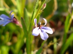 Lobelia anceps