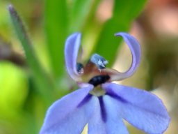 Lobelia anceps flower