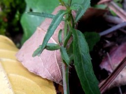 Lobelia anceps leaves