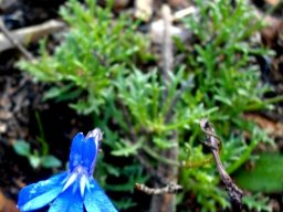 Lobelia coronopifolia flower