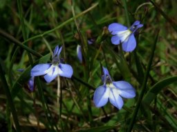 Lobelia erinus