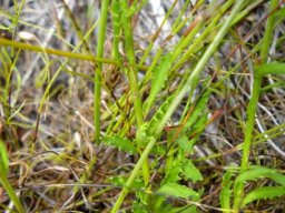 Lobelia jasionoides  leaves