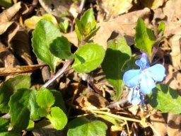 Lobelia patula