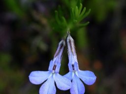 Lobelia pinifolia flowers