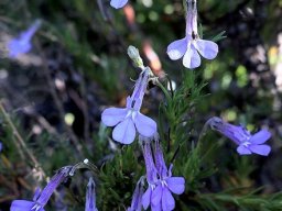 Lobelia pinifolia flowers