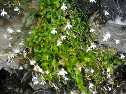 Lobelia pubescens