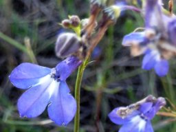 Lobelia setacea