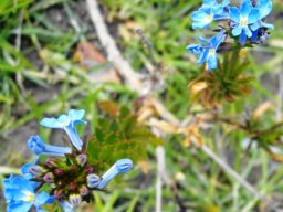 Lobelia valida