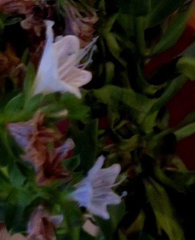 Lobostemon argenteus