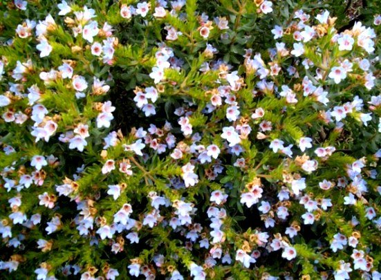 Lobostemon fruticosus, the agdaegeneesbos