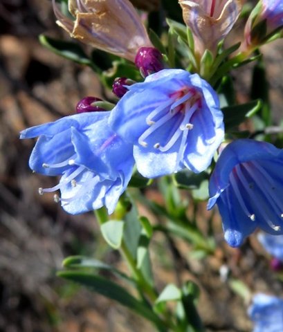 Lobostemon glaucophyllus flowers