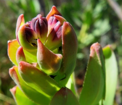 Lobostemon glaucophyllus buds at a stem-tip