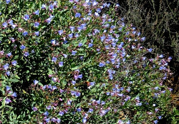 Lobostemon glaucophyllus bush in flower