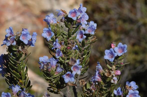 Lobostemon marlothii
