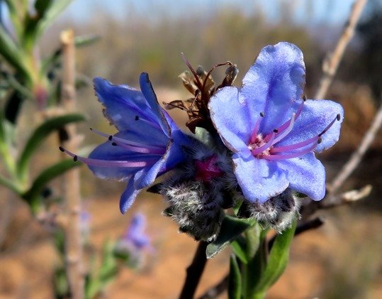 Lobostemon trichotomus flowers