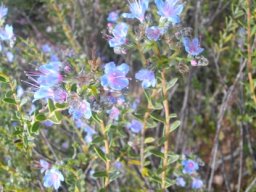 Lobostemon echioides