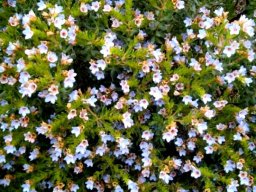 Lobostemon fruticosus, the agdaegeneesbos