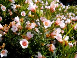 Lobostemon fruticosus