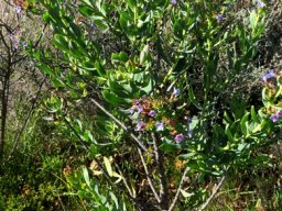 Lobostemon glaucophyllus shrub