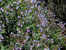 Lobostemon glaucophyllus bush in flower