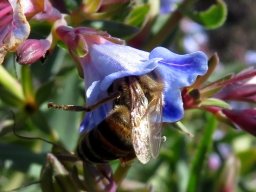 Lobostemon glaucophyllus flower being mauled by a bee