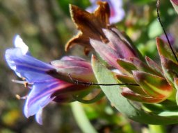 Lobostemon glaucophyllus in profile