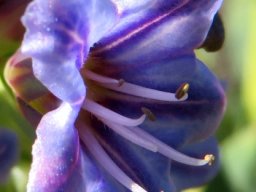 Lobostemon glaucophyllus half faded flower