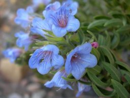 Lobostemon marlothii flowers