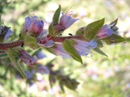 Lobostemon stachydeus