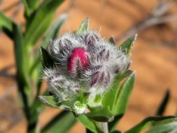 Lobostemon trichotomus floral beginnings