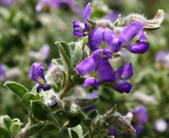 Lotononis pulchella