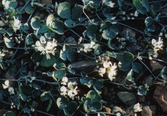 Lotononis pumila