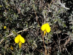 Lotononis dahlgrenii