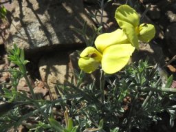 Lotononis dissitinodis leaves and flowers