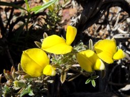 Lotononis pungens flowers