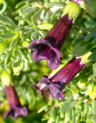 Lycium afrum flower tubes