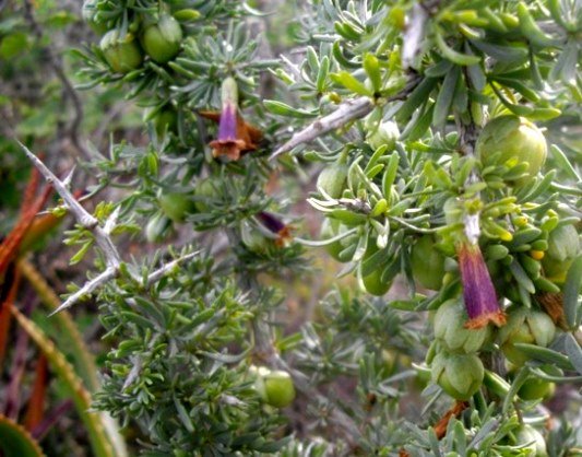 Lycium afrum young growth