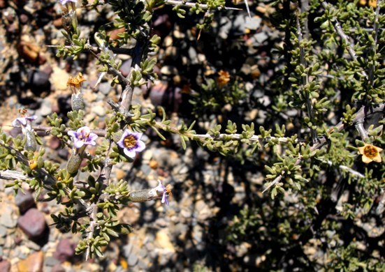 Lycium cinereum leaves