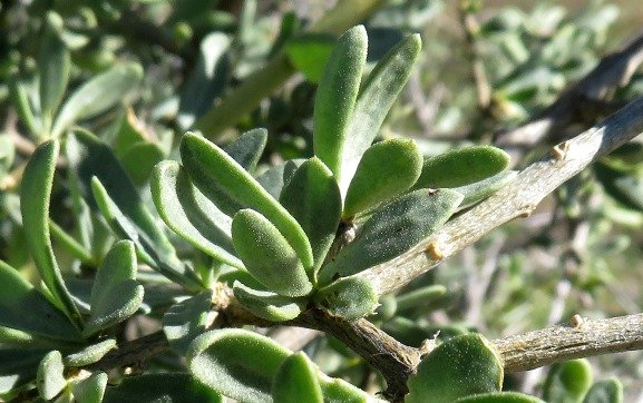 Lycium ferocissimum leaves