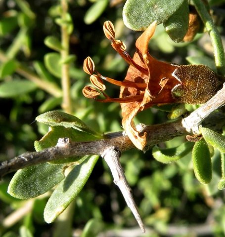 Lycium ferocissimum flower quite old