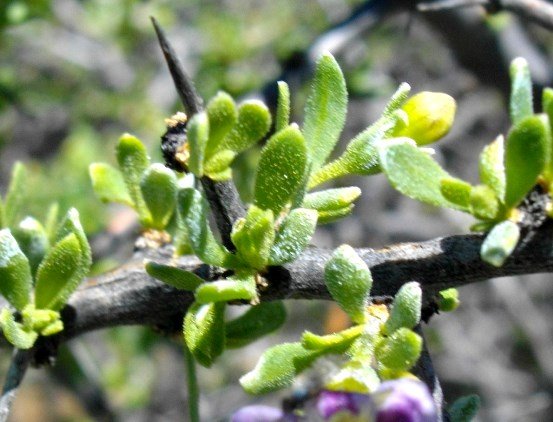 Lycium hirsutum leaves and a spine