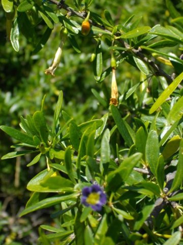 Lycium oxycarpum old and young flowers